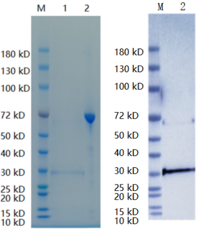 Reducing 12% SDS-PAGE (CBB stained) and WB (Anti-His Mouse Monoclonal Antibody) analysis profiles of purified LUB-C.
1. LUB-C 
2. BSA